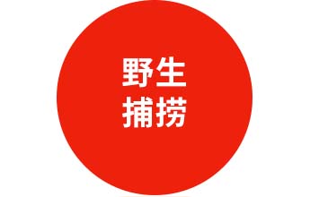野生捕捞